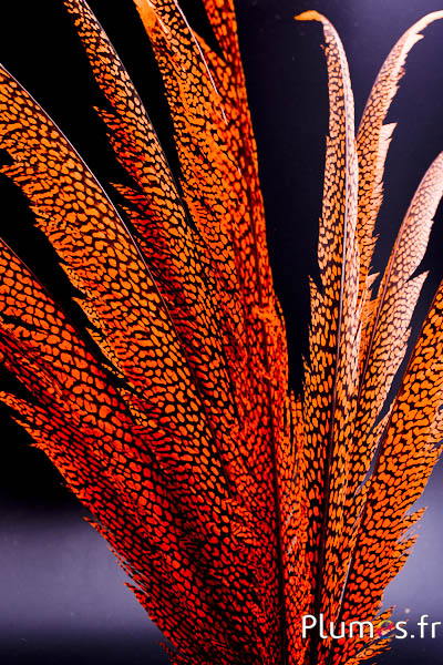 Faisan doré - 55-65 cm - orange